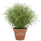 Davana Marikolundu seeds Online |  Artemisia pallens Herbal Seeds for for Gardening | Native Indian Organics