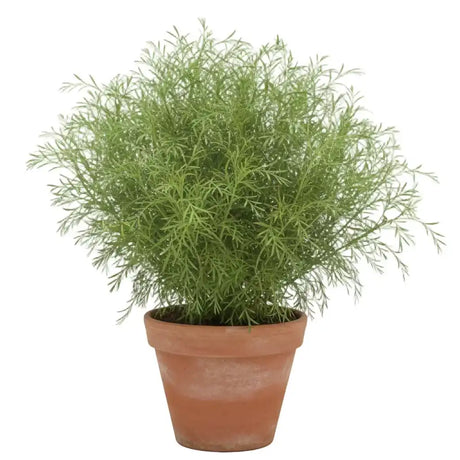 Davana Marikolundu seeds Online |  Artemisia pallens Herbal Seeds for for Gardening | Native Indian Organics