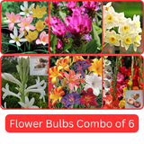 Flower Bulbs combo of 6