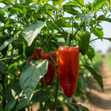 Ghee Chilli seeds — High Germinated and Organic Seeds | Native Indian Organics