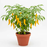 Ghee Chilli Yellow seeds