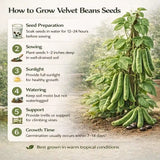 Infographic on how to grow velvet beans seeds