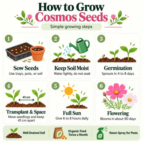 Steps to grow healthy Cosmos Sensation Mixed Flower Seeds in pots, grow bags or garden beds