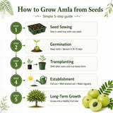How to Grow amla seeds