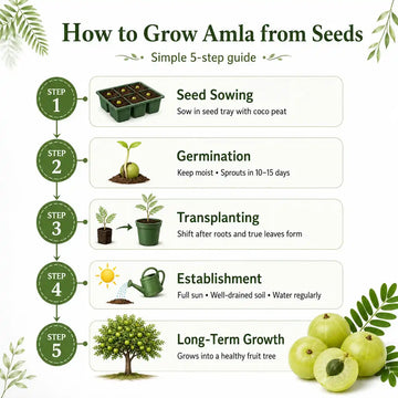 How to Grow amla seeds