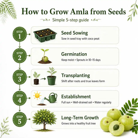 How to Grow amla seeds