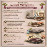 how to grow beetroot microgreens with step-by-step instructions and illustrations.