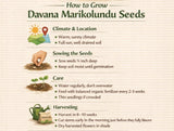 How to grow davana marikolunthu seeds