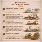 Step-by-step guide on how to grow desi tomato seeds at home with illustrations and text.