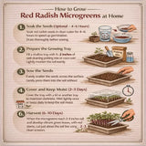 Step-by-step guide on how to grow red radish microgreens at home with illustrations and text.