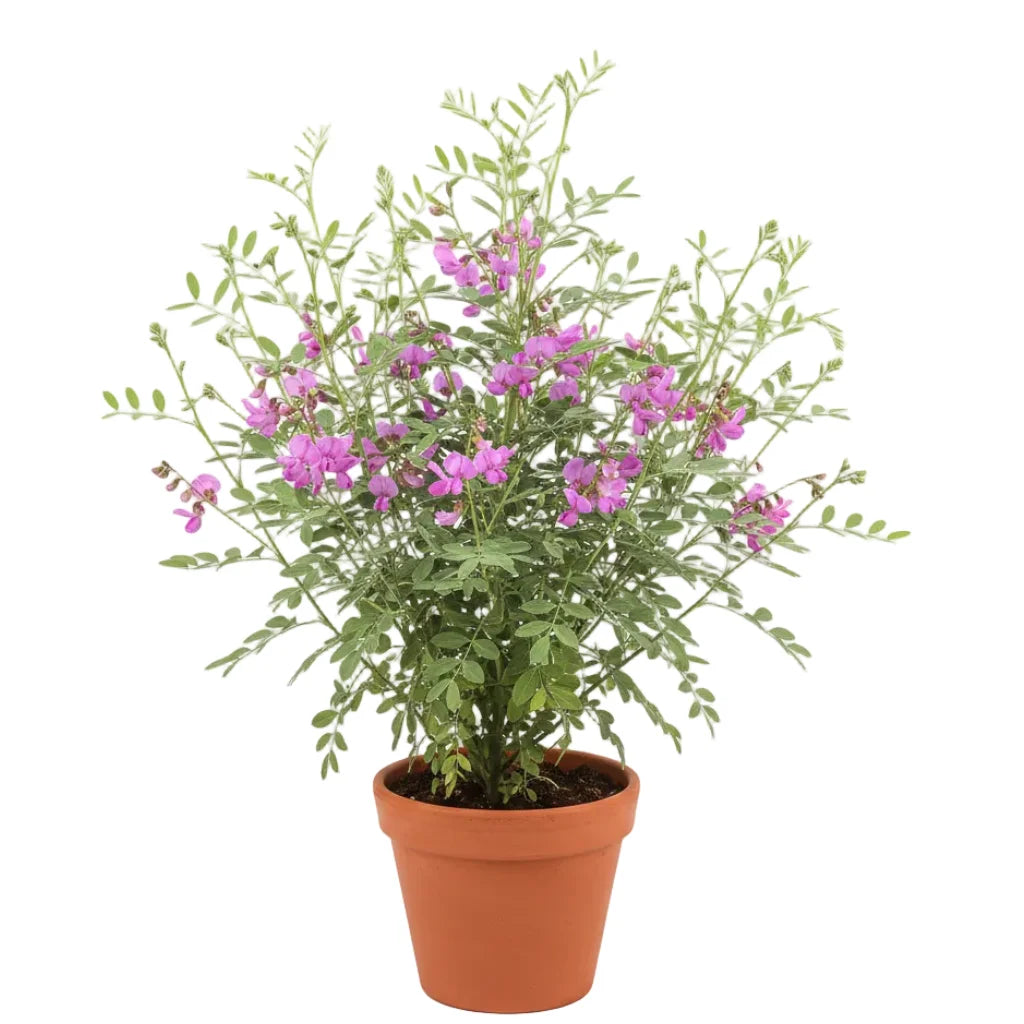 Indigo Flower Seeds — Fresh and Organic seeds pack | Native Indian Organics