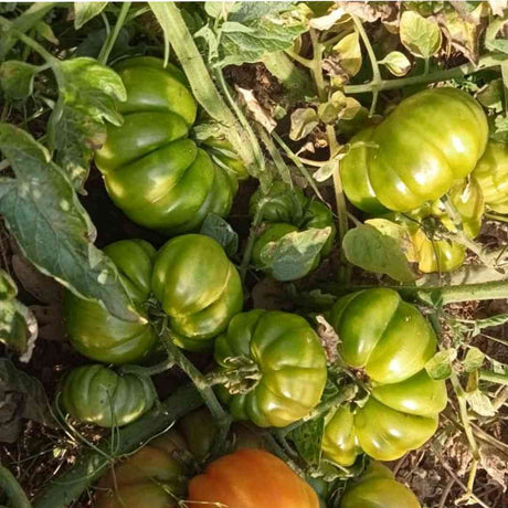 Desi Kashi Tomato seeds