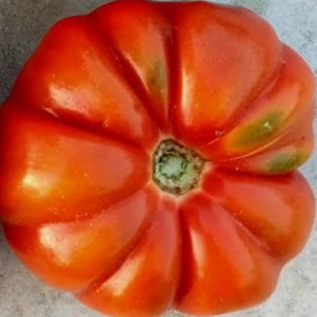 Desi Kashi Tomato seeds