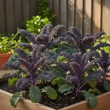 Open-pollinated purple kale seeds for kitchen gardens