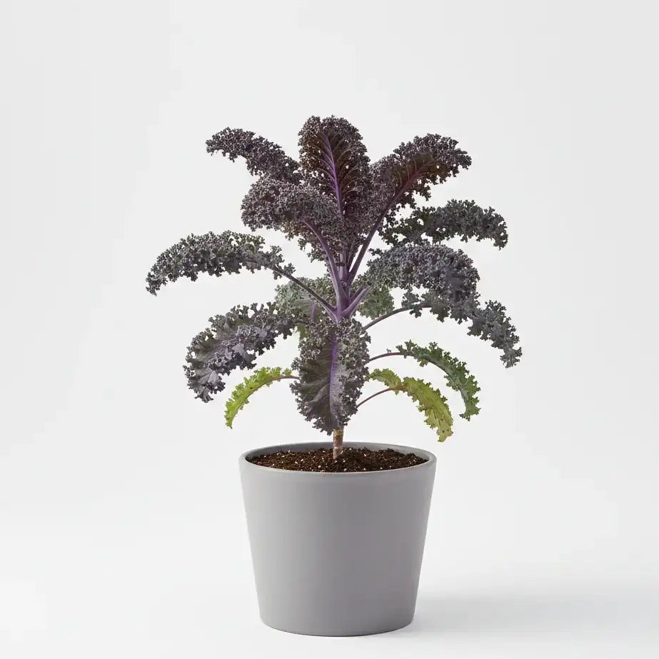 Kale purple seeds - Non Gmo & Heirloom seeds for Gardening 