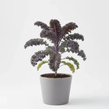 Kale purple seeds - Non Gmo & Heirloom seeds for Gardening 