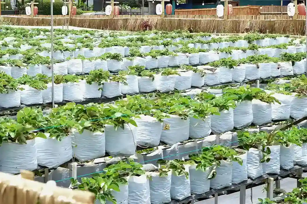 White LDPE grow bags for Gardening