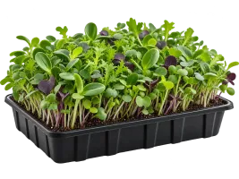 Microgreen Seeds