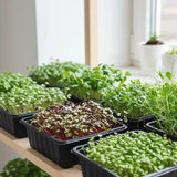 Microgreen seeds combo pack for quick and easy growing