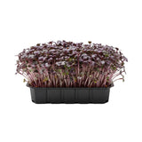 Purple Kale microgreen seed online