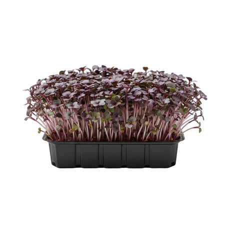 Purple Kale microgreen seed online