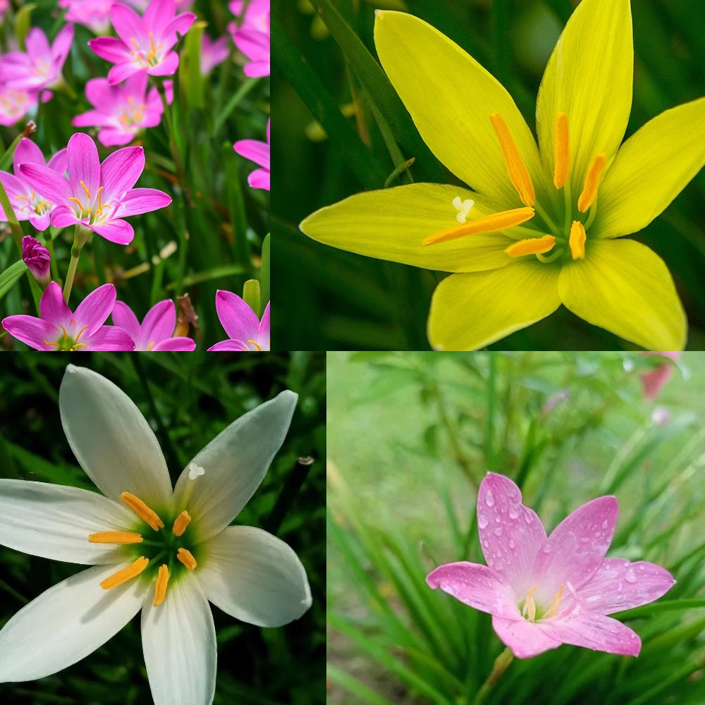 indian lily flower Buy Rain Lily Bulbs online India