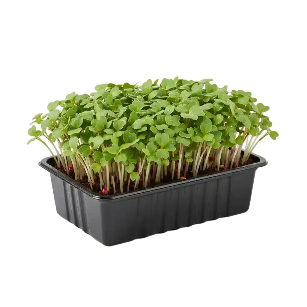 Red Raddish Microgreen seeds
