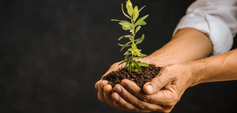 A close-up of a person's hands holding a small green plant in dark soil, with a dark textured background and a white shirt sleeve visible.