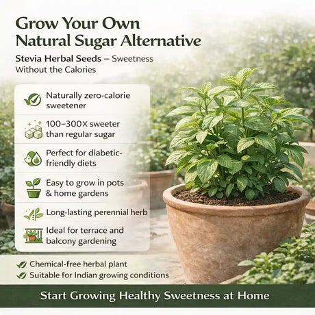 Stevia Seeds Benefits