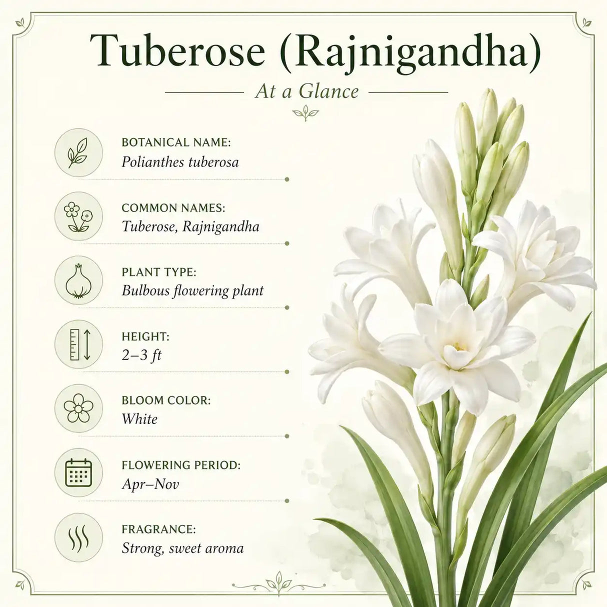 Tuberose specifications