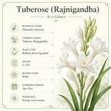 Tuberose specifications