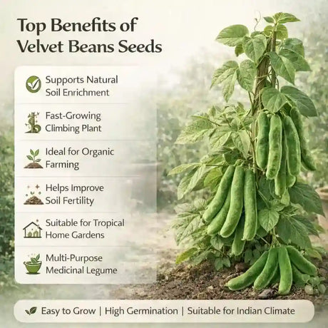 Velvet beans plant with benefits listed 