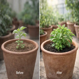 Growth of Using Vermicompost before after