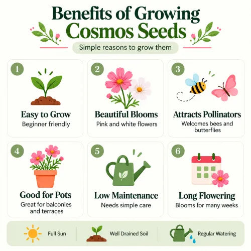 An infographic of Benefits of Growing Cosmos Seeds