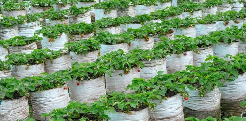 white growbags for gardening