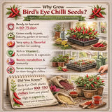 Benefits on growing bird's eye chili seeds with images of plants and harvested chilies.