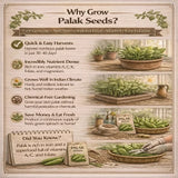 Benefits on growing palak seeds with text and images of plants.