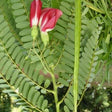 Sesbania Grandiflora Red seeds — Nutrient-dense, Organic seed pack | Native Indian Organics | Red flower with green buds on a leafy background