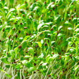 Alfalfa Microgreens seeds 100g — Aromatic, Fast-growing seed pack | Native Indian Organics