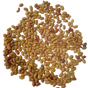 Alfalfa Microgreens seeds 100g — Nutrient rich and Healthy seeds | Native Indian Organics