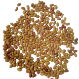 Alfalfa Microgreens seeds 100g — Nutrient rich and Healthy seeds | Native Indian Organics