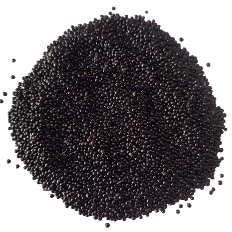 Amaranthus Seeds Green — Organic , High Germination Seeds | Native Indian Organics