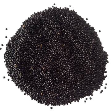 Red Amaranth Microgreens seeds — Organic, High germination seeds | Native Indian Organics