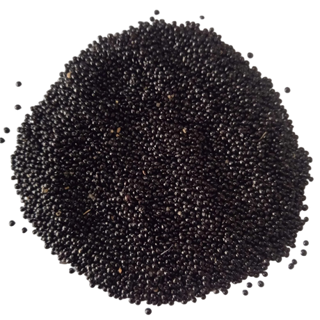 Red Amaranth Microgreens seeds — Organic, High germination seeds | Native Indian Organics