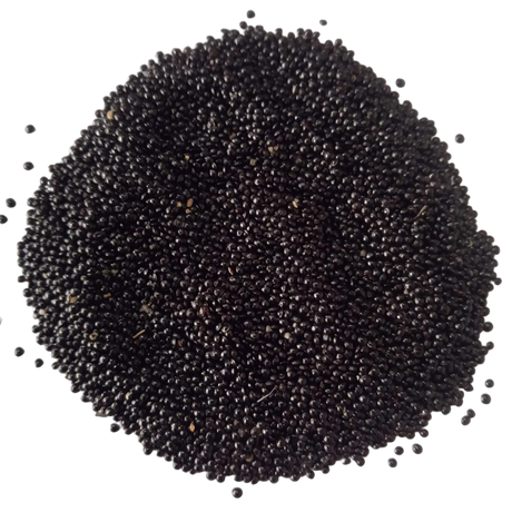 Organic Seeds of Spleen Amaranthus  — Premium quality, High Germinated Seeds| Native Indian Organics
