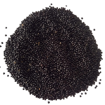 Amaranthus Tricolour Molten Fire seeds — Organic , Non - GMO Seeds | Native Indian Organics