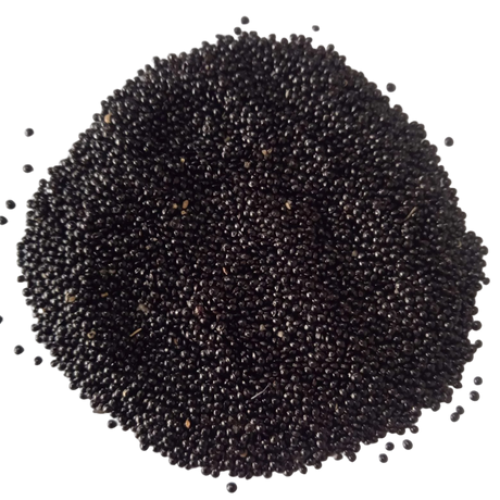 Amaranthus Tricolour Molten Fire seeds — Organic , Non - GMO Seeds | Native Indian Organics
