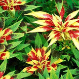 Amaranthus Tricolour Molten Fire seeds — Tender, Nutrient-dense seed pack | Native Indian Organics