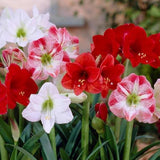 Amaryllis flowers blubs mix - organic, high yield bulbs | Native Indian Organics