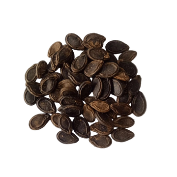 Tinda (Apple Gourd) Seeds - Orgnaic, Non-GMO seeds | Native Indian Organics